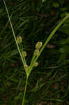 Pine barren flatsedge